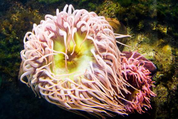 sea anemone pinknyellow