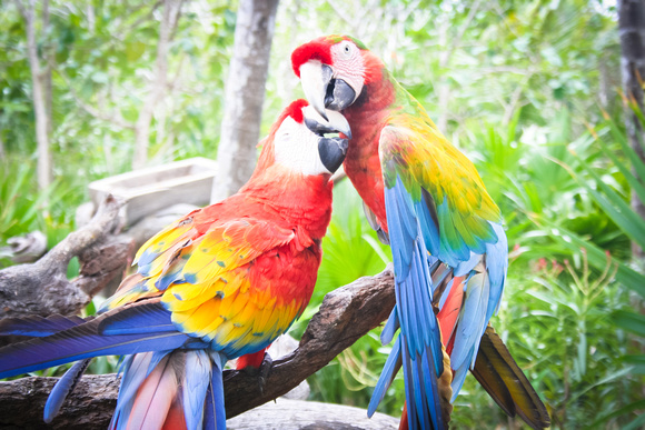 macaw sweethearts