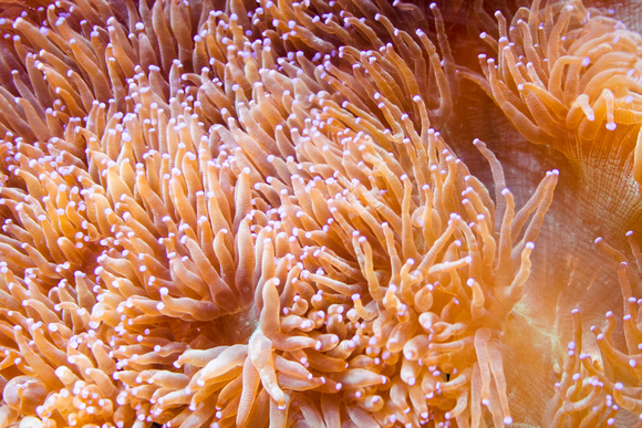 sea anemone purple tip