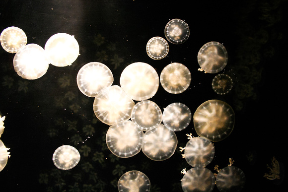 moon jellies 4