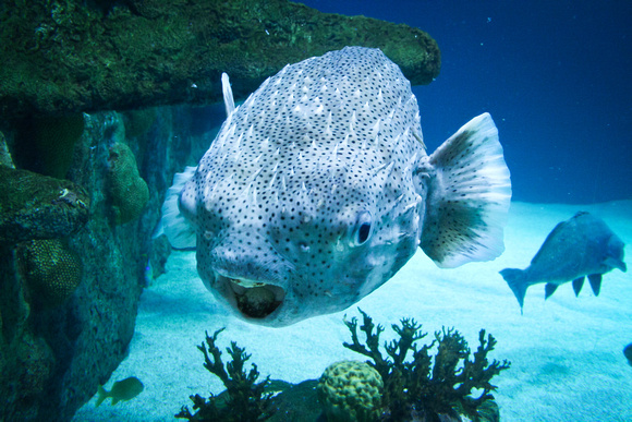 3-foot blowfish 1