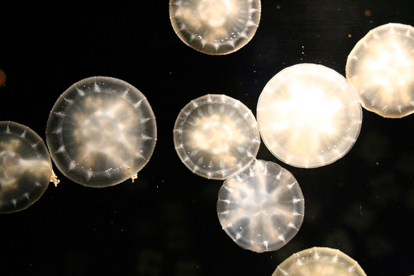 moon jellies 5