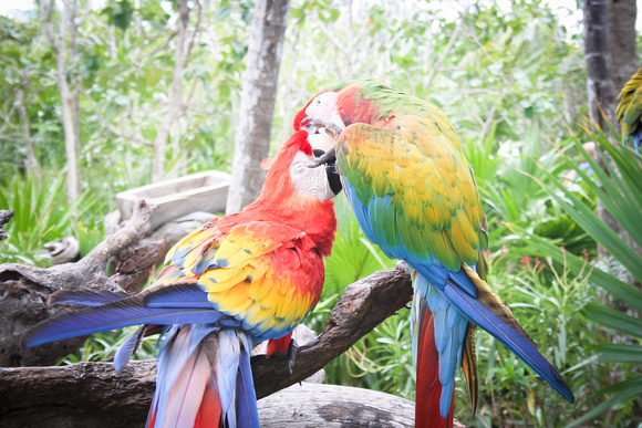 macaw sweethearts grooming