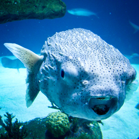 3-foot blowfish 2