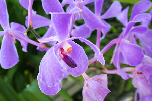 purple orchid 2