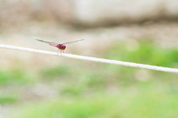 red dragonfly walkin the rope at chichen itza