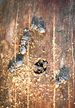 busy beetles
