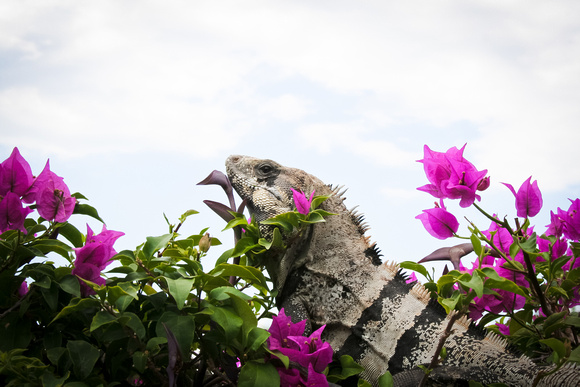 mexican iguana